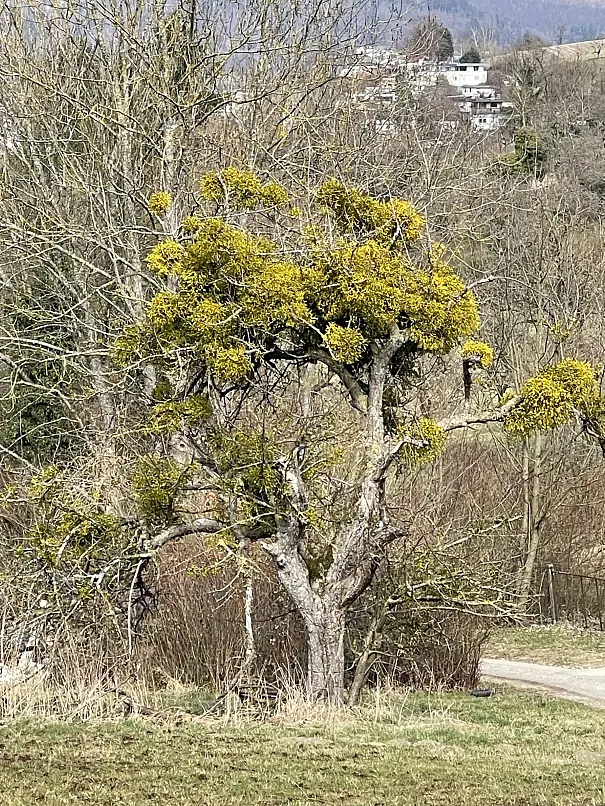 Obstbaum mit dichtem gelbem Mistelbewuchs auf kahler Winterlandschaft mit trockenem Gras und Häusern am Hang im Hintergrund.