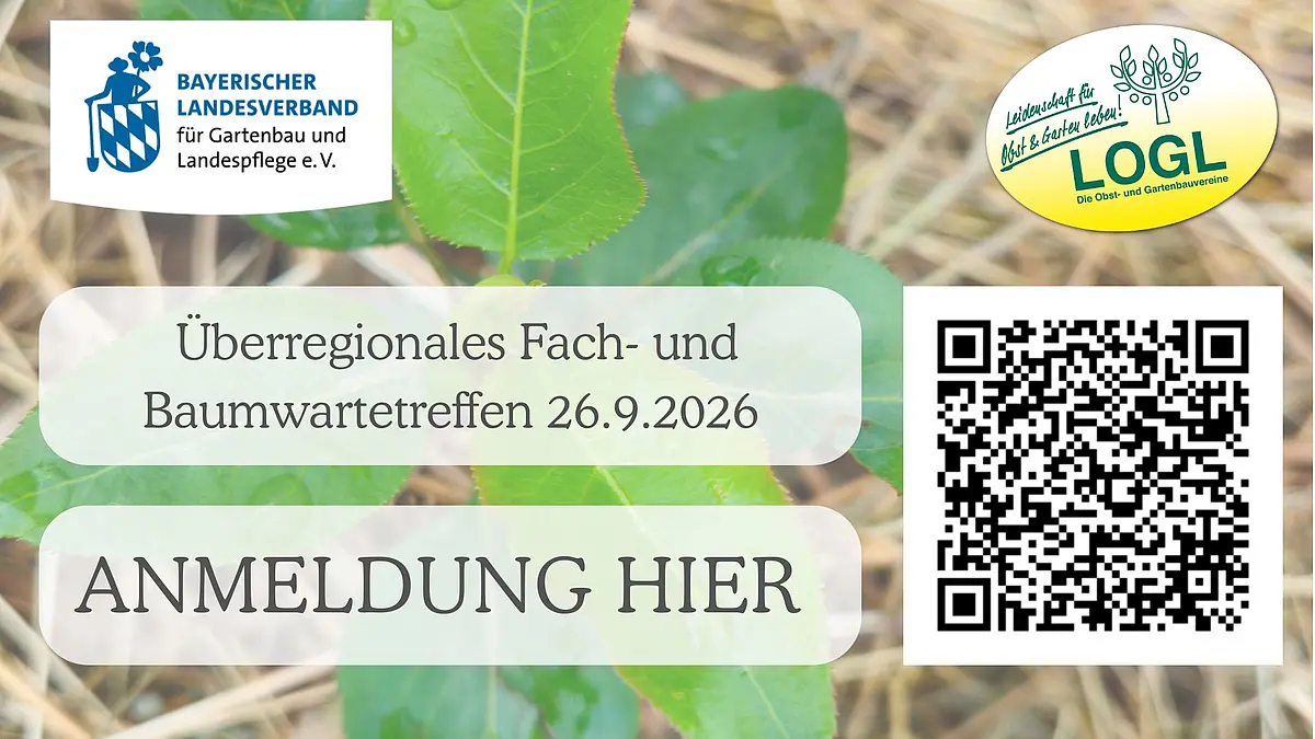Überregionales Fach- und Baumwartetreffen 2026 – Anmeldung & Infos für Gartenbau und Landespflege Plakat zum überregionalen Fach- und Baumwartetreffen am 26.09.2026. Enthält Logos des Bayerischen Landesverbands für Gartenbau und Landespflege e. V. sowie LOGL. Mit QR-Code und Link zur Anmeldung.
