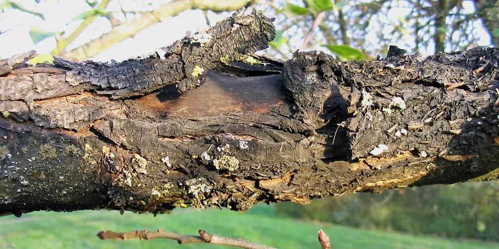 Fortbildung „Schwarzer Rindenbrand und andere aktuelle pilzliche Erreger im Obstbau“