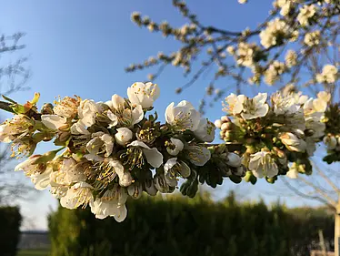 Nahaufnahme von blühenden Obstbaumzweigen mit weiß-rosa Blüten und blauem Himmel im Hintergrund.