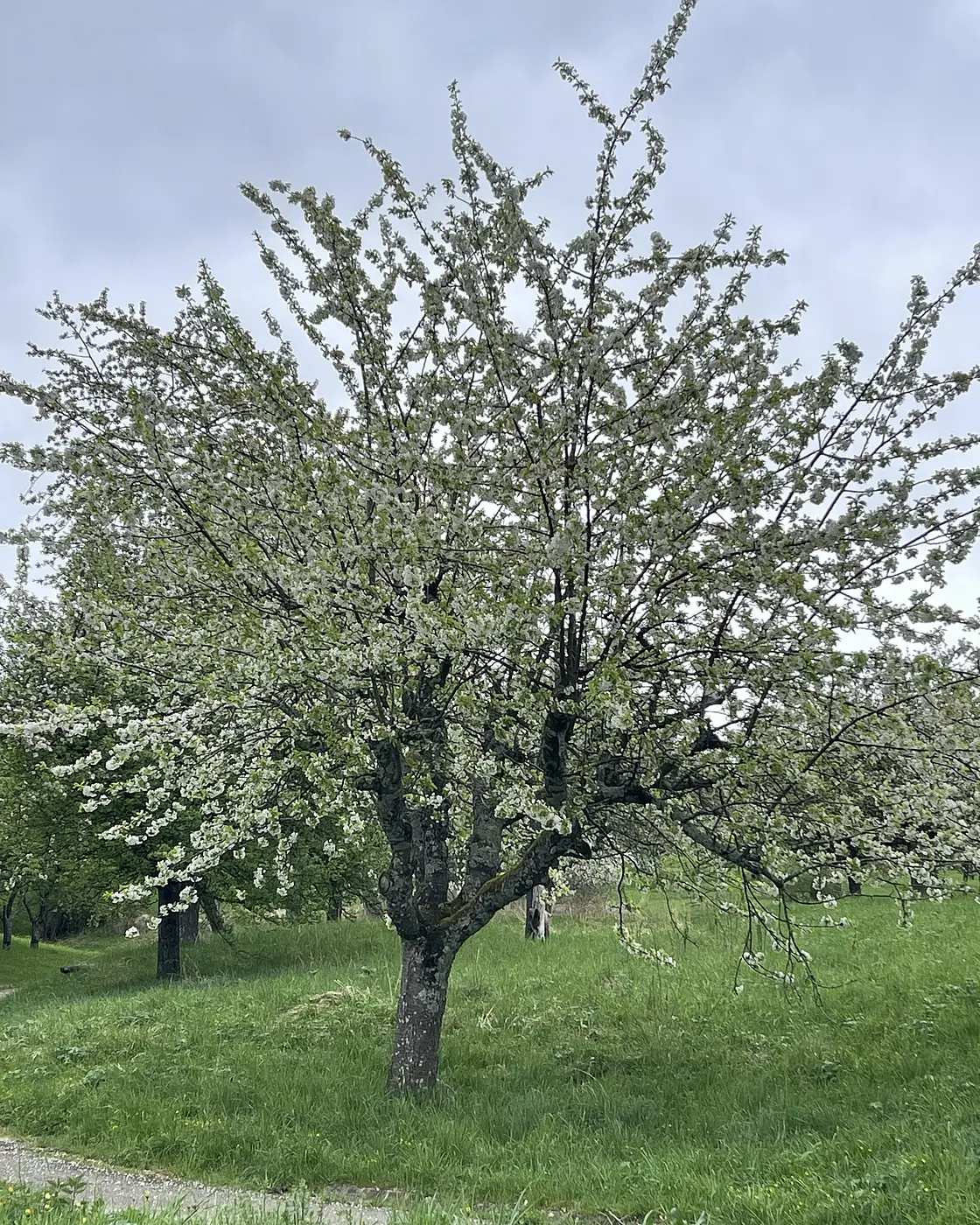 Einzelner blühender Obstbaum auf einer Streuobstwiese im Landkreis Göppingen mit grünem Gras und bewölktem Himmel im Hintergrund.