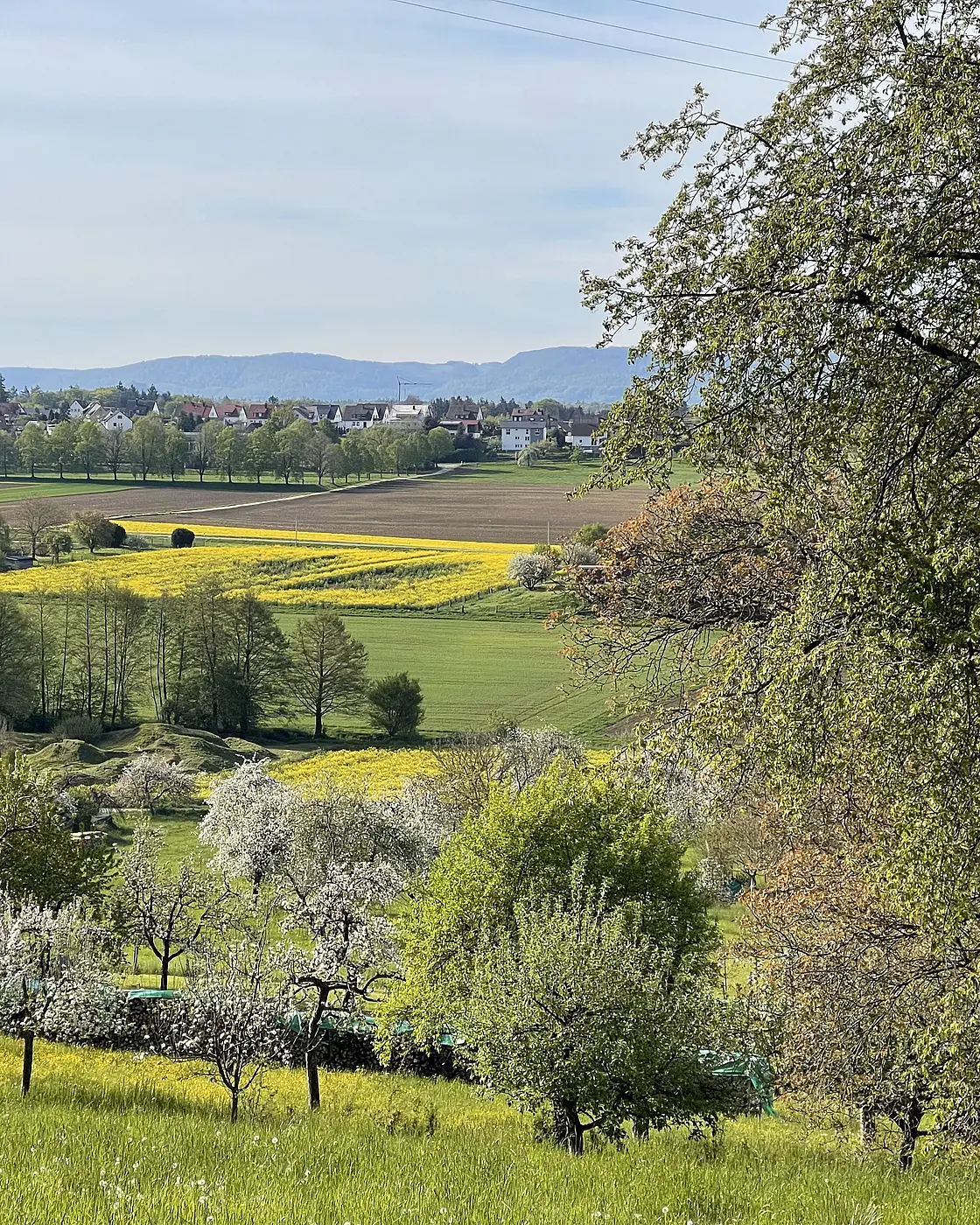 Panoramablick auf eine blühende Streuobstwiese mit grünen Wiesen, gelben Rapsfeldern, blühenden Obstbäumen und einem Dorf am Horizont mit bewaldetem Albtrauf.