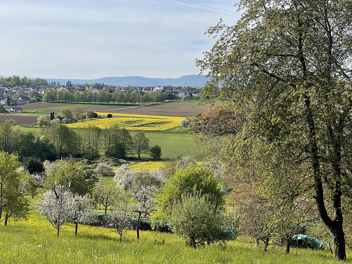 Panoramablick auf eine blühende Streuobstwiese mit grünen Wiesen, gelben Rapsfeldern, blühenden Obstbäumen und einem Dorf am Horizont mit bewaldetem Albtrauf.